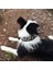 Siyah Çiçek Stili L Beden Yansıtıcı Yavru Büyük Köpek Tasma Tokalı Baskılı Ayarlanabilir Pet Tasma Küçük Orta Büyük Köpekler Pitbull Tasma Köpek Zinciri (Yurt Dışından) 5