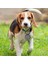 Ağaç-Gümüş Tarzı 20MM Özel Isim Adres Etiketi Pet Köpek Etiketi Kedi Tasma Aksesuarı Süsleme Pet Kimlik Köpek Etiketi Yaka Paslanmaz Çelik Kedi Etiketi (Yurt Dışından) 5