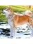 Yeşil 6 Tarzı S Beden Köpek Tasma Tasması Kişiselleştirilmiş Özel Naylon Köpek Tasma Kurşun Ad Kimlik Etiketleri Küçük Orta Büyük Köpek Pitbull Bulldog Beagle Tasma (Yurt Dışından) 5