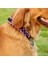 Siyah Pembe Tarzı Xl 50 Ila 65 cm Yeni li Renkli Yaka Büyük Köpek Alman Çoban Yürüyüş Zinciri Ayarlanabilir Pet Orta ve Büyük Köpekler Için (Yurt Dışından) 3