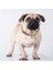 012 Mavi Stil Xs Beden Bling Kristal Köpek Tasma Deri Köpekler Kedi Tasma Yaka Küçük Köpekler Yavru Kedi Kolye Chihuahua Yorkshire Pug Beagle (Yurt Dışından) 5