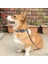 No.8 Stili S Beden Köpek Tasma Ayarlanabilir Boyut Pet Kedi Köpek Tasma Küçük Orta Büyük Köpek Patlama Geçirmez Şirin Kolye Tasma (Yurt Dışından) 3