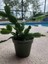 Yılbaşı Kaktüsü Beyaz Renk Yılbaşı Çiçeği 10-15CM White Schlumbergera 3