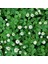 Beyaz Trifolium Repens Tohumu Üçgül Çiçekli Yerörtücü 2