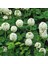 Beyaz Trifolium Repens Tohumu Üçgül Çiçekli Yerörtücü 3