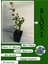 Mavi Yemiş Blueberry Yaban Mersini Fidanı 40-60CM Tüplü/saksılı Bloxi Türü 2