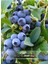 Iri Meyveli Likapa Yaban Mersini Meyve Fidanı 1 Adet (40-60CM) Reka Blueberry 1