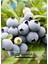 Lezzetli Iri Meyveli Yaban Mersini Meyve Fidanı Bloxi Cinsi 40-60CM Blueberry Saksılı/tüplü 1