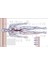 The Human Body Book 5