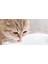 Xiaomi Smart Pet Fountain Akıllı Su Kabı 3