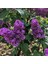 Syringa Vulgaris Leylak Fidanı 1
