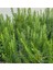 1 Adet Rosmarin Officinalis Prostratus Yayılıcı Biberiye Fidanı Tüplü 1