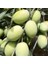 Domat Zeytin Fidanı Tüplüdür 50 60 cm Boy 1,5 Yaş 1