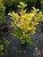 2 Adet Euonymus Japonica Aurea Altuni Taflan Fidanı Tüplü 1