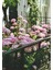 Pembe Ortanca - Yerli Fidan 20-30 cm 5 Adet 2