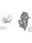 Drawing - A Complete Guide: Nature 4