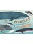 Whales: An Illustrated Celebration 1