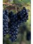 Siyah Merlot Üzümü Fidanı 1-2 Yaş Arası Tüplü 1