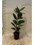 Kauçuk Ağacı Kauçuk Bitkisi Ficus Robusta 80 -90CM 1