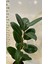 Kauçuk Ağacı Kauçuk Bitkisi Ficus Robusta 80 -90CM 2