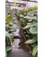 Kauçuk Ağacı Kauçuk Bitkisi Ficus Robusta 80 -90CM 3