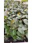 Kauçuk Ağacı Kauçuk Bitkisi Ficus Robusta 80 -90CM 4