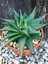 Yılan Derisi Sukulent - 5,5 cm Saksıda - Haworthia Limifolia Succulent 3