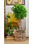 Sokak Benjamini / Ficus Microcarpa / Evrim Ağacı / 60-80 cm / Dış Mekan Bitkisi 1