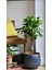 Sokak Benjamini / Ficus Microcarpa / Evrim Ağacı / 60-80 cm / Dış Mekan Bitkisi 3