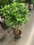 Sokak Benjamini / Ficus Microcarpa / Evrim Ağacı / 60-80 cm / Dış Mekan Bitkisi 5