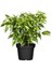 Yeşil Benjamin Bitkisi - 50-70 cm - Ficus Benjamina - İç Mekan Bitkileri 1