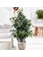 Yeşil Benjamin Bitkisi - 50-70 cm - Ficus Benjamina - İç Mekan Bitkileri 3