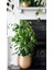 Yeşil Benjamin Bitkisi - 50-70 cm - Ficus Benjamina - İç Mekan Bitkileri 4