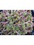 Sedum Spurium 1