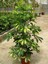 Alacalı Şeflera Bitkisi - 80-100 cm - Schefflera Gold Capella - İç Mekan Bitkileri 4