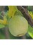 20 Adet Organic Crystal Apple Cucumber Tohumu 2