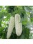 10 Adet White Large Bitter Kavun Tohumu 1