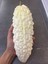 10 Adet White Large Bitter Kavun Tohumu 3