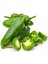 20 Adet Jalapeno Biber Tohumu 1