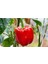 20 Adet California Wonder Dolmalık Biber Tohumu 1