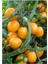 Ithal Nadit Cherry Turuncu Domates Tohumu 10 Adet Tohum 3
