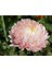 10 Adet Aster Yanina Tohumu 1