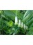 5 Adet Solomon's Seal Tohumu 1