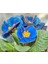 20 Adet Mavi English Primrose Primula Vulgaris Çiçeği Tohumu 1