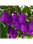 Nadir Ithal Mor Kivi Ağacı Tohumu 5 Adet Tohum Purple Kivi 1