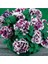 10 Adet Petunia Pirouette Mix Tohumu 4