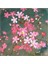20 Adet Gypsophila Elegance Mixed Spring Starflower Tohumu 1