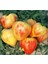 20 Adet Orange Heart Shaped Domates Tohumu 2