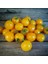 20 Adet Yellow Canary Micro Dwarf Domates Tohumu 2