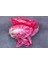 100 Adet Ithal Pembe Marul Tohumu 2